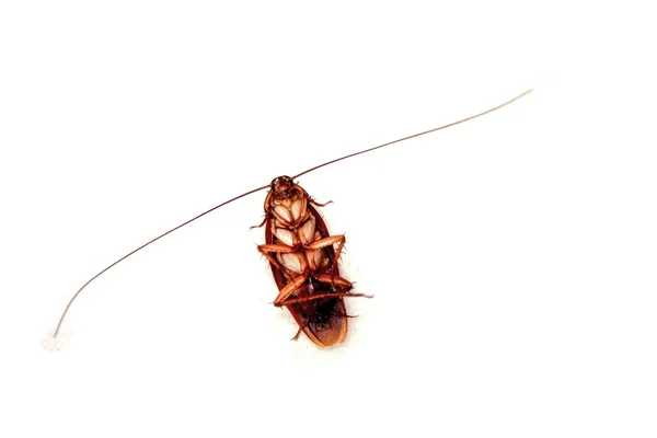 Insektenbehandlung. Tote Kakerlake in Großaufnahme auf weiß. Vereinzelt. Ansicht von oben — Stockfoto