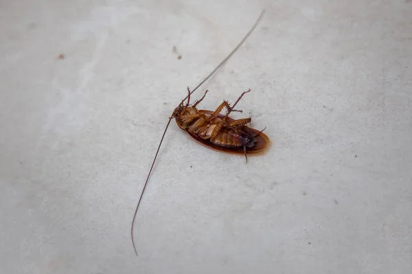Tratamento de insectos. Feche a barata morta no chão branco. vista lateral . — Fotografia de Stock