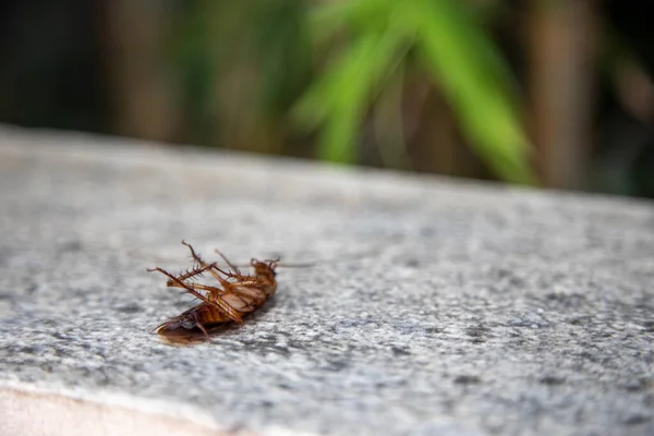 big dead orange cockroach lies paws up poisoned by chemical anti-insect repellents