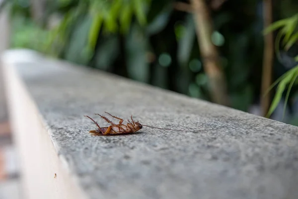 Grande barata laranja morta encontra patas envenenadas por repelentes químicos anti-insetos — Fotografia de Stock