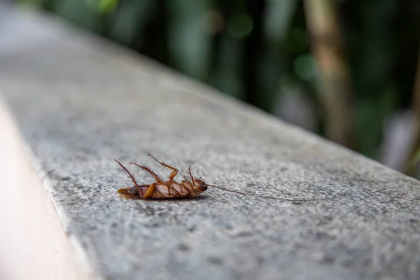 Gros cafard orange mort se couche pattes empoisonné par des anti-insectes chimiques — Photo