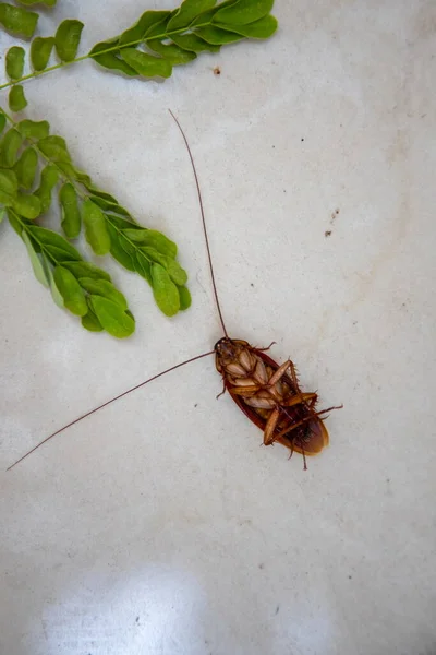 Grande barata morta laranja no chão de cimento perto da planta tropical . — Fotografia de Stock