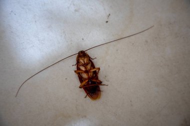 Büyük portakal renkli ölü hamamböceğinin manzarasını kapat..