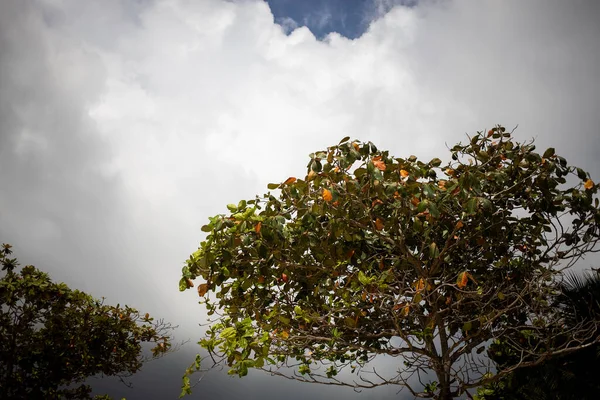 Va a llover. el cielo está cubierto de nubes oscuras antes de la lluvia. en los árboles tropicales de primer plano — Foto de Stock