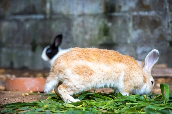 Žlutý králík na trávě na pozadí jiných králíků. — Stock fotografie