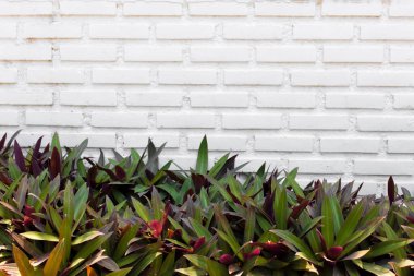 Beyaz tuğla duvar ve tropikal çalılar. Boşluğu kopyala