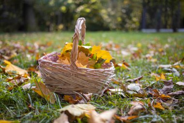 Sonbahar ormanında bir sepet akçaağaç yaprağı.