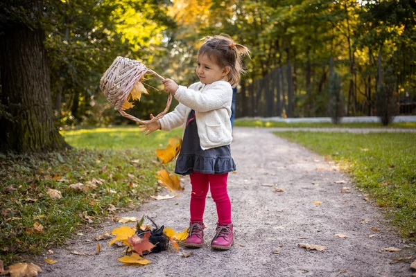 Linda niña jugando con cesta y hojas de arce de otoño en el bosque de otoño — Foto de Stock