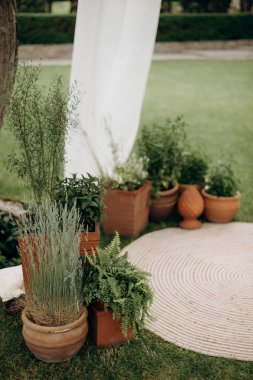 Çağdaş moda düğün dekoru kil kaplar ve beyaz kumaşlı yeşil bitkiler. Çam ağaçlarının arasındaki çimenlikte bir düğün. Yakın plan. Düğün kutlaması