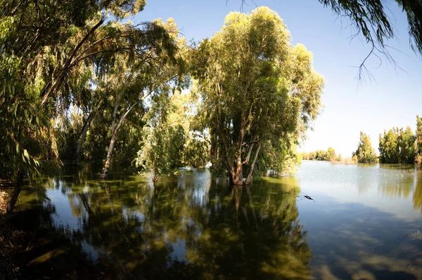 Fotografía Gran Angular Eucaliptos Agua Lago —  Fotos de Stock