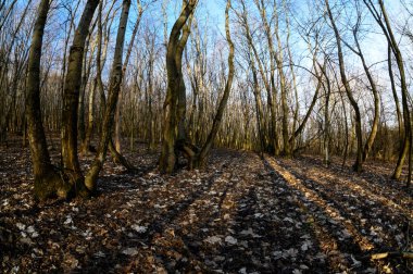 Geniş açılı, mavi gökyüzü olan bir kış ormanı.
