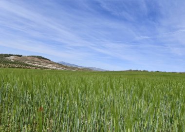için kopya vurdu zeytin ağaçları ile buğday alanlarında derin mavi gökyüzü arka planda gösterilen güzel Andalusia coutryside uzay