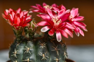 Coryphantha güzel kaktüs, kırmızı çiçek ve tomurcukları resim reklam kopya alanı için geniş format boş tanımlanamaz arka planda gösterilen Ev bitkisi çiçeklenme, 