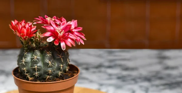 Bloeiende Cactus Met Kopie Ruimte Rechts — Stockfoto