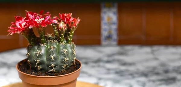 Mooie Bloeiende Cactus Met Kopie Ruimte Rechts — Stockfoto