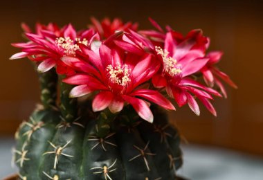 kaktüs, kırmızı çiçek görüntü geniş format boş sıradan backgro gösterilen Ev bitkisi çiçeklenme coryphantha makro çekim