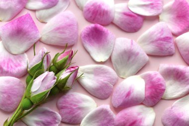 yumuşak odak, kopya alanı içinde belgili tanımlık geçmiş daveti veya kartları için metin için ideal bir tebligat çiçek tomurcukları ile güzel, pembe gül yaprakları vurdu 