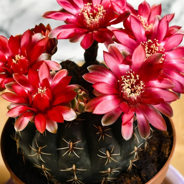 Square Macro Coryphantha Beautiful Flowering Cactus House Plant Showing Red — Stock Photo, Image