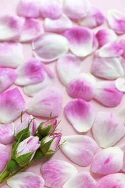 güzel, pembe gül yaprakları yumuşak odak, kopya alanı içinde belgili tanımlık geçmiş daveti veya kartları için metin için ideal atış dikey görüntü 