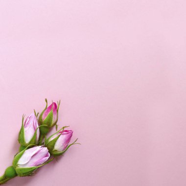 pembe kare kopya alanı için arka planda alt köşe boş metin üzerinde yatıyordu veya bir masaj gül tomurcukları güzel bir grup ile 