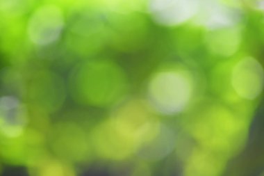 Yeşil bokeh arka plan