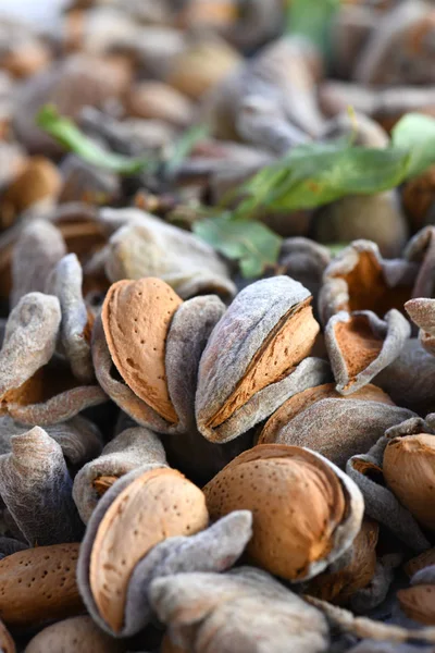newly harvest shelled almonds in husk , macro full frame vertical image  focus on subject blurred background and foreground to ad copy space