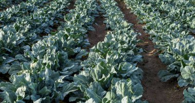 Büyük Britanya, reklam kopya alanı için seçici odak için alınmak üzere yetiştirilen İspanyol organik brokoli büyüyen satırları 