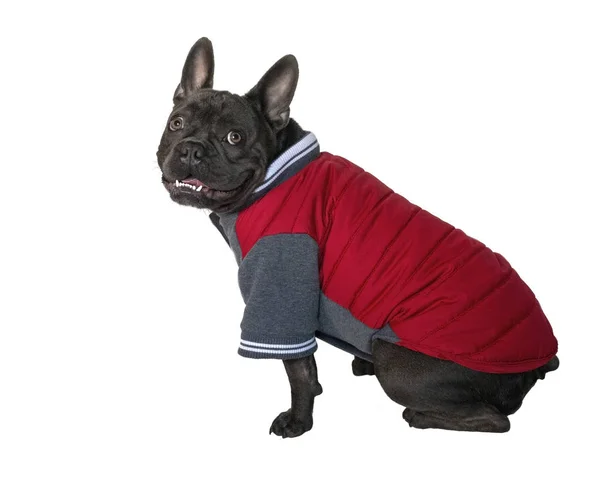 Bulldog francese blu che indossa un cappotto rosso — Foto Stock