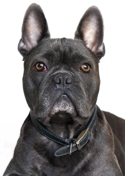 Blue french bulldog portrait — Stock Photo, Image