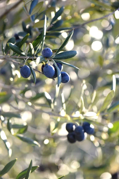 close up of a group of black ripe olives hanging from a tree in southern Spain in Andalusia with the sun shining in the back ground, blurred for copy space