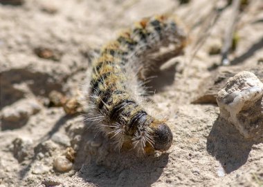 işlem yapan, Caterpillar