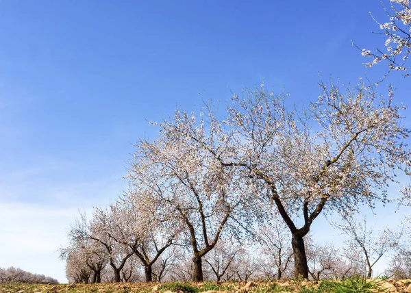 Güzel pembe badem ağaçları — Stok fotoğraf