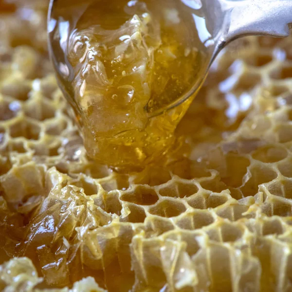 Honeycomb3 — Stock fotografie