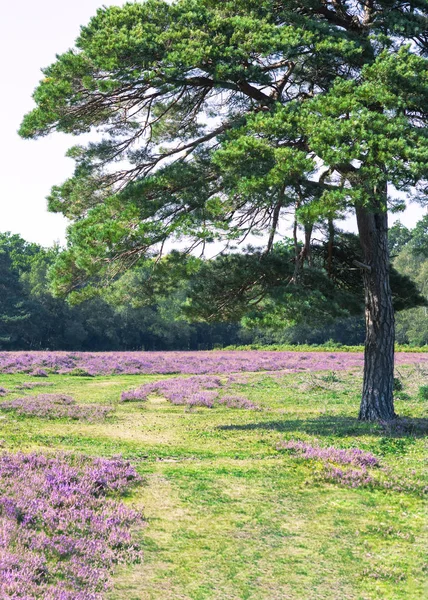 Heather krajina pozadí — Stock fotografie