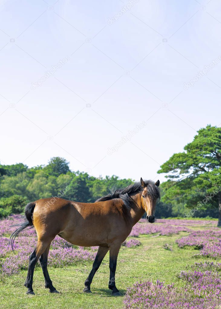 chestnut horse 