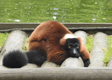  kırmızı kabarık lemur