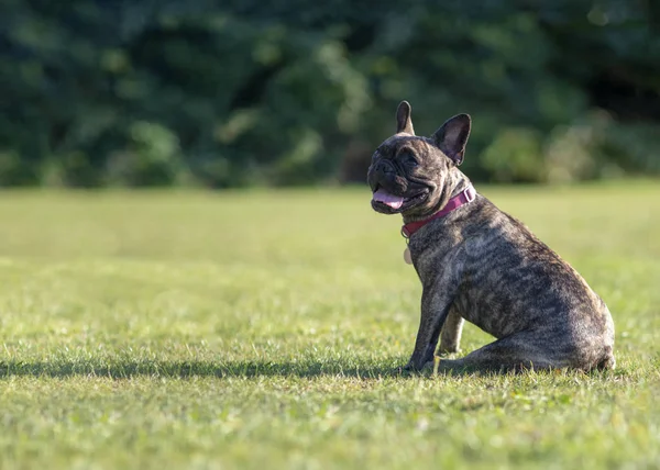 Piękny pręgowane francuski Bulldog — Zdjęcie stockowe