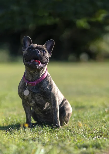 Bulldog francese — Foto Stock