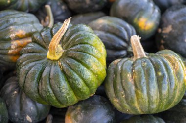 Kış Kabağı Kabocha 