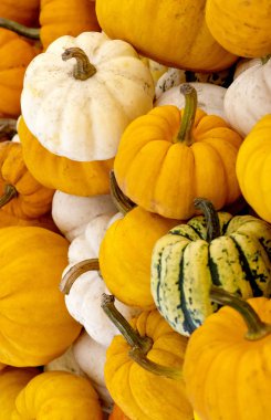Squash arka plan 