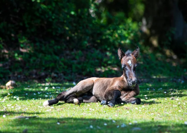 close up and  ground level image of  beautiful newly born new forest pony faceing the camera resting in the sun  copy space in background