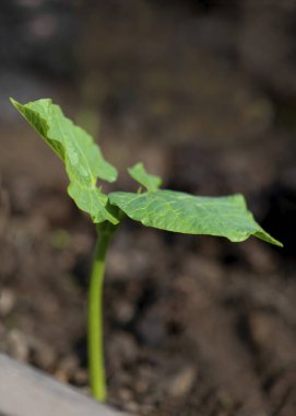 Genç yeşil filizler sabah güneşinde, arka plan olarak çekiliyor mesaj kaplaması ve kopyalama alanı için çok dar odak noktası 
