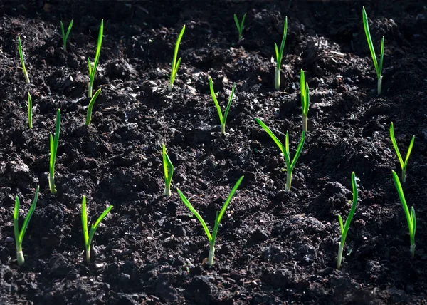 Knoflookplanten Ontkiemen Verse Compost Een Moestuin Veld Verlicht Door Ochtendzon — Stockfoto