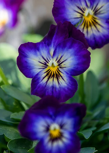 Vertikale Viola Pflanze Fokus Auf Hauptblume Hell Sonnigen Tag Hintergrund — Stockfoto
