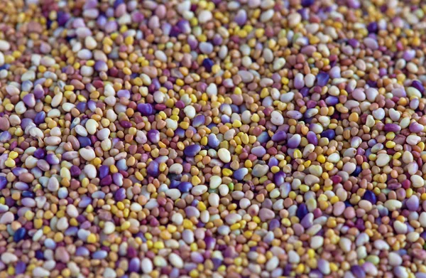 Macro full shot of colourful clover seeds background shot in selectived focus — Stock Image Macro Full Shot Colourful Clover Seeds Background Shot Selectived Focus Stock Photo
