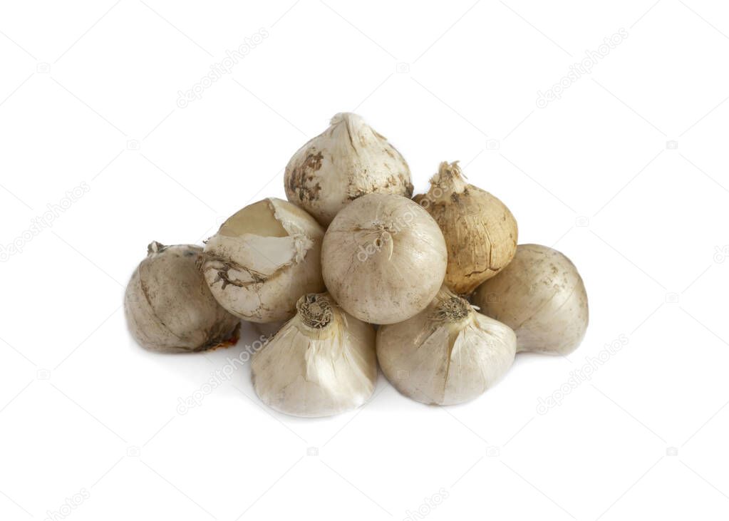 group of allium flower bulbs ready to plant  isolated on a white  background in a metal tray  copy space available