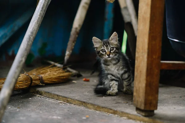 Korkmuş evsiz bir kedi yavrusu. Terk edilmiş bir evde çizgili ve tüylü. Masanın bacağının arkasına saklanmış ve ilginç bir şekilde dikizliyor. Kayıp yalnızlık kavramı..