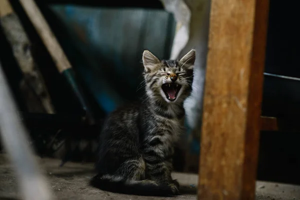 Beau Chaton Sans Abri Moelleux Dans Une Maison Abandonnée Bâille — Photo