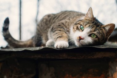 Yıkılmış eski bir evin çatısındaki güzel evsiz kedi. Hayvanlara koruma ve yardım kavramı. Evcil hayvanlar.