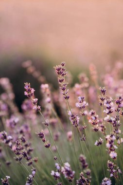 Gün batımında parlak mor lavanta çiçekleri. Aromaterapi. Odaklanma. Doğal kozmetik. Yakın plan..